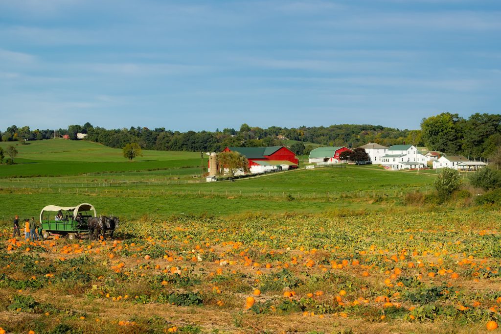 Pumpkin farm near barns and homes in Ohio Amish Country.