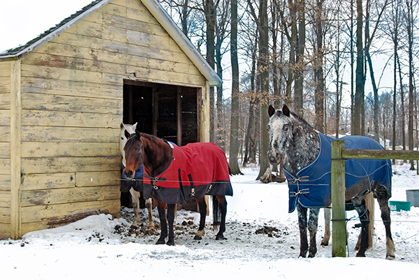 Horses with blankets standing outside of a small horse barn.