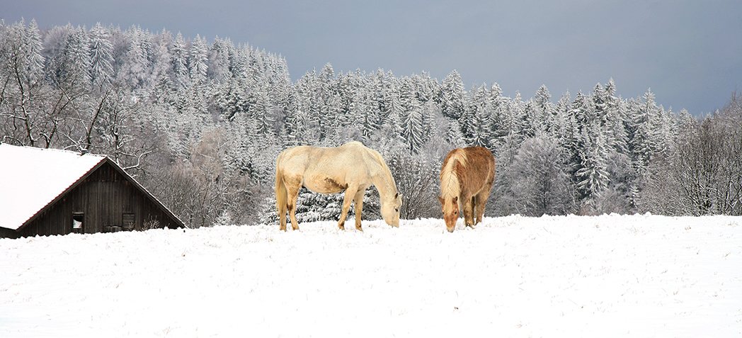 Planning Small Horse Barns For The Winter Diy Pole