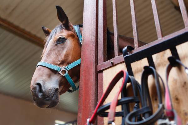 A pole barn horse barn with a horse's head looking at the camera
